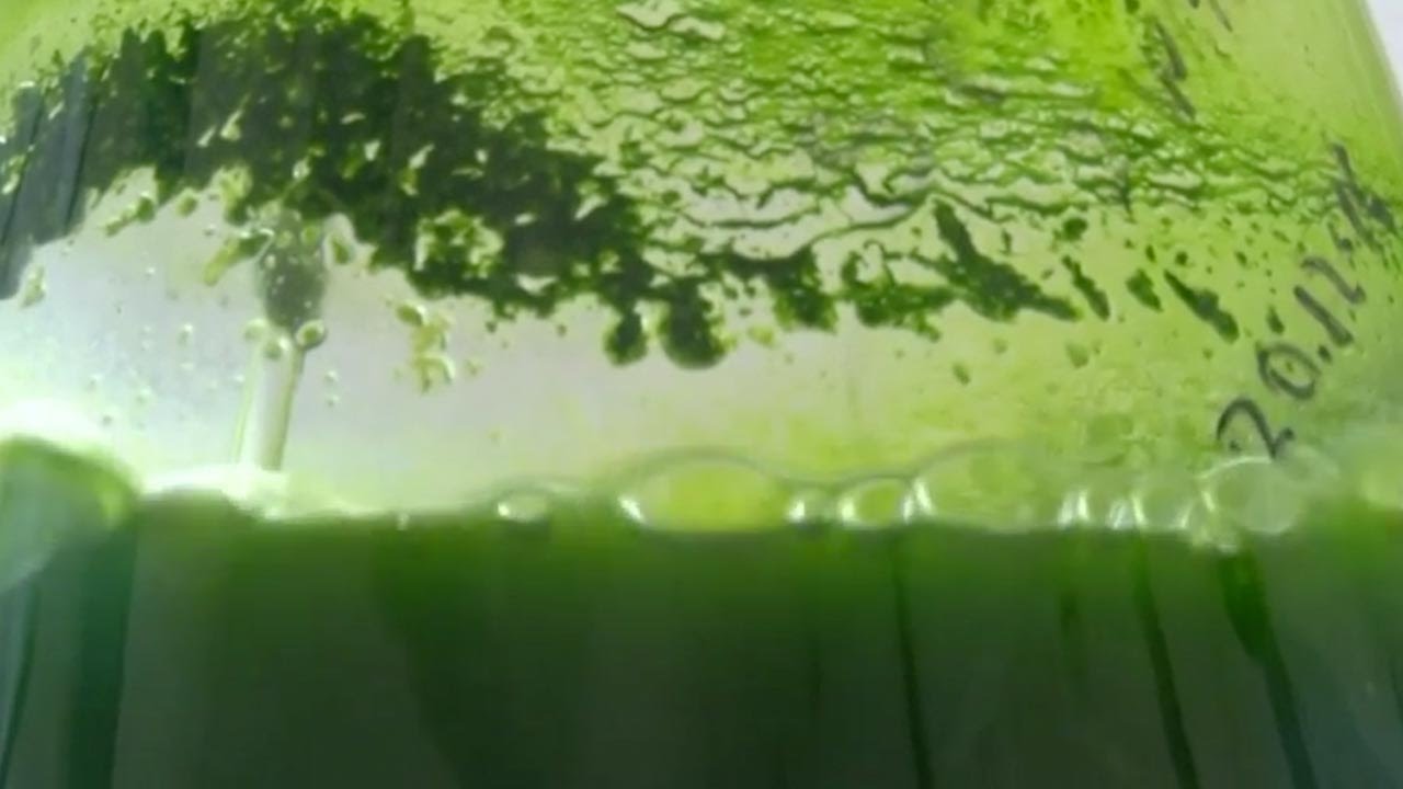 UV-blocking Algae could be Nature’s own Sunscreen